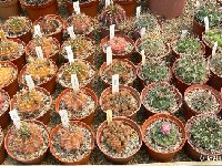 Gymnocalycium mix (also available by 100-1000-10.000) FA + JL